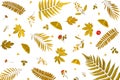 Background by yellow leaves and orange leaves and dry leaves and flower Royalty Free Stock Photo