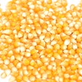 Background of yellow maize corn kernels ready for making popcorn Royalty Free Stock Photo