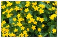 Background of yellow Marsh Marigold. Marsh Marigold Caltha palustris; also known as Cowslip, Yellow Marsh Marigold Royalty Free Stock Photo
