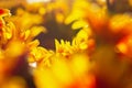 Background of yellow-orange chrysanthemums close-up in bright sunlight. Autumn flowers in the garden Royalty Free Stock Photo