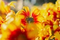 Background of yellow-orange chrysanthemums close-up in bright sunlight. Autumn flowers in the garden Royalty Free Stock Photo