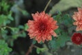 Background of yellow-orange chrysanthemums closeup in bright sunlight Royalty Free Stock Photo