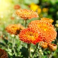 Background of yellow-orange chrysanthemums closeup in bright sunlight Royalty Free Stock Photo