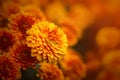 Background of yellow-orange chrysanthemums closeup in bright sunlight. Autumn flowers in the garden Royalty Free Stock Photo