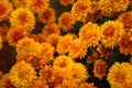 Background of yellow-orange chrysanthemums closeup in bright sunlight. Autumn flowers in the garden Royalty Free Stock Photo