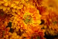 Background of yellow-orange chrysanthemums closeup in bright sunlight. Autumn flowers in the garden Royalty Free Stock Photo