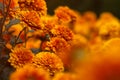 Background of yellow-orange chrysanthemums closeup in bright sunlight. Autumn flowers in the garden Royalty Free Stock Photo