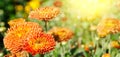 Background of yellow-orange chrysanthemums closeup in bright sunlight. Soft focus. Wide photo Royalty Free Stock Photo