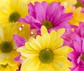 Background: Yellow and Pink Daisy Flowers Royalty Free Stock Photo