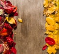 Background of yellow and red autumn leaves