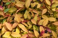 Background of yellow-red leaves.View from above Royalty Free Stock Photo
