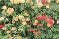 Blooming Rose flowers creating a wall Royalty Free Stock Photo