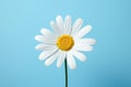 Background yellow summer flower spring nature beauty chamomile petal closeup blossom white daisy Royalty Free Stock Photo