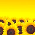 Background yellow sunflower. Royalty Free Stock Photo