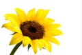 Background with yellow sunflower. Royalty Free Stock Photo