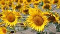 background of yellow sunflowers in summer Royalty Free Stock Photo