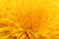 Background of Yellow Taraxacum officinalis