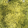 Background of yellow turbinaria mesenterina coral, underwater Royalty Free Stock Photo