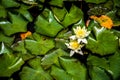 Background with yellow water lilies