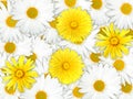 Background of yellow and white flowers Royalty Free Stock Photo