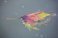 Background. yellowed leaf fallen from a tree floating in water