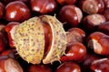 Background of young chestnuts macro Royalty Free Stock Photo