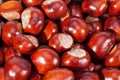Background of young chestnuts macro Royalty Free Stock Photo