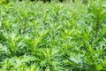 Background of the young common mugwort at selective focus