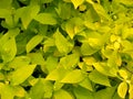 Background from young flavovirent leaves Royalty Free Stock Photo