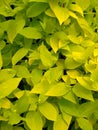 Background from young flavovirent leaves Royalty Free Stock Photo