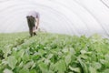 Background. Young green cabbage seedlings grow in a greenhouse, on a blurred background farmer. Growing cabbage seedlings in the Royalty Free Stock Photo
