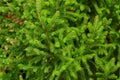 Background of young green coniferous branches. Evergreen coniferous forest. Natural background.