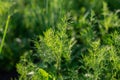 Background from young green dills. Fresh fennel