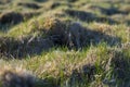 Background - a young, green grass covered with drops of dew. Royalty Free Stock Photo