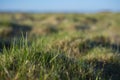 Background - a young, green grass covered with drops of dew. Royalty Free Stock Photo