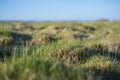 Background - a young, green grass covered with drops of dew. Royalty Free Stock Photo