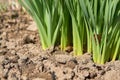 Background of young green growing out of the ground Onion in the garden. Royalty Free Stock Photo