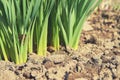 Background of young green growing out of the ground Onion in the garden. Royalty Free Stock Photo