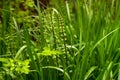 Background with young horsetails
