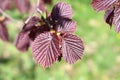 Background. Young leaves of hazel are common brownish-leaved. Royalty Free Stock Photo