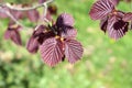 Background. Young leaves of hazel are common brownish-leaved. Royalty Free Stock Photo