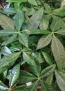 Background of young leaves of Malabar chestnut, Pachira aquatica, symbol of wealth