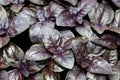 Background of young purple basil plants leaves Royalty Free Stock Photo