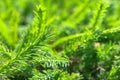 Background. Young sprigs of green fir for Christmas.