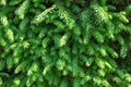 Background. Young sprigs of green fir for Christmas.