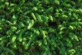 Background. Young sprigs of green fir for Christmas.