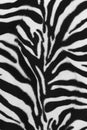 Background of zebra skin pattern