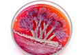 Lactobacillus bulgaricus from laboratory microbiology. Royalty Free Stock Photo