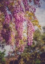 Beautiful wisteria flowers