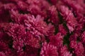 Backgrounds of a bouquet of chrysanthemums. Purple beautiful flowers